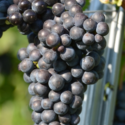 Merlot 13 Gm ANT 6445